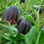 Fritillaria graeca Квітка