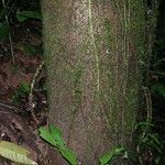 Jacaratia spinosa Blatt