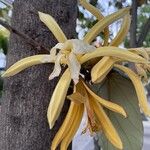 Pterospermum acerifolium Flower