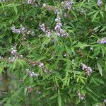 Vitex negundo Hábito