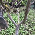 Crambe arborea Corteza