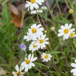 Melampodium leucanthum Цвят