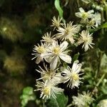 Clematis vitalbaFlower