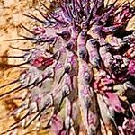 Hoodia officinalis Hostoa