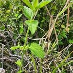 Leucas glabrata Leaf