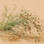 Cyperus conglomeratus عادت داشتن