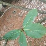 Quercus pontica Blatt