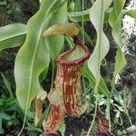 Nepenthes mirabilisLeaf