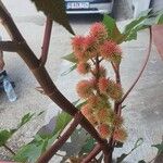 Ricinus communisBlüte