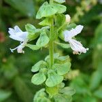 Ocimum americanum Лист