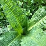 Dipsacus sativus Leaf