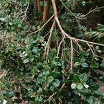Luma apiculata Habitus