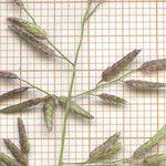 Eragrostis minor Maua