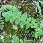 Sonchus gummifer Leaf