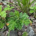 Artemisia princeps List