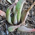 Aloe claviflora Fuelha