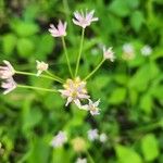 Allium canadense Floro