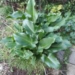 Calla palustris Leaf