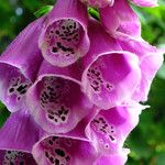 Digitalis purpurea Flower
