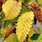 Carpinus orientalis Blad