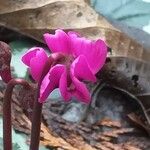 Cyclamen coum Floare