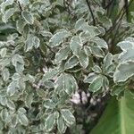 Pittosporum tenuifolium Folha