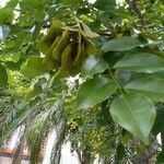 Pterocarpus rohrii Fruit