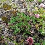 Trifolium thalii Leaf