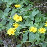 Doronicum columnae Hábito