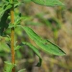 Heterotheca camporum Fruit