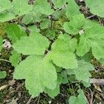 Heracleum sibiricumBlatt