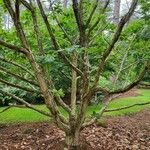 Quercus pontica Bark