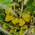 Astragalus exscapus Kvet