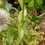 Urospermum picroides Leaf