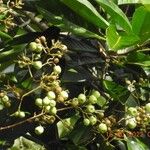 Forsteronia guyanensis Meyve