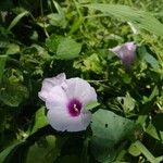 Ipomoea trifida Květ