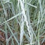 Elytrigia x laxa Mbuma