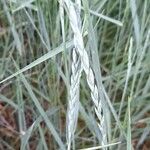 Elymus pungens Frucht