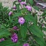 Lantana trifolia Leaf