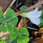 Oxalis incarnata Flor