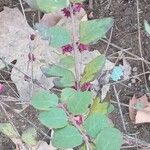 Symphoricarpos orbiculatus Blatt