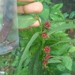 Sauropus androgynus Flower
