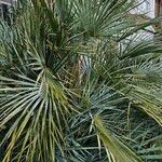 Trachycarpus fortuneiموطن