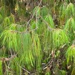 Pinus patula Leaf