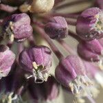 Allium commutatum x Allium porrum Cvet