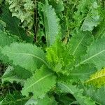 Lactuca virosa Leaf