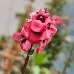 Diascia rigescens Květ