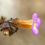 Phacelia bicolor Fiore