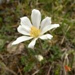 Anemone baldensis Fula