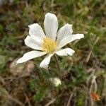 Anemone baldensis പുഷ്പം